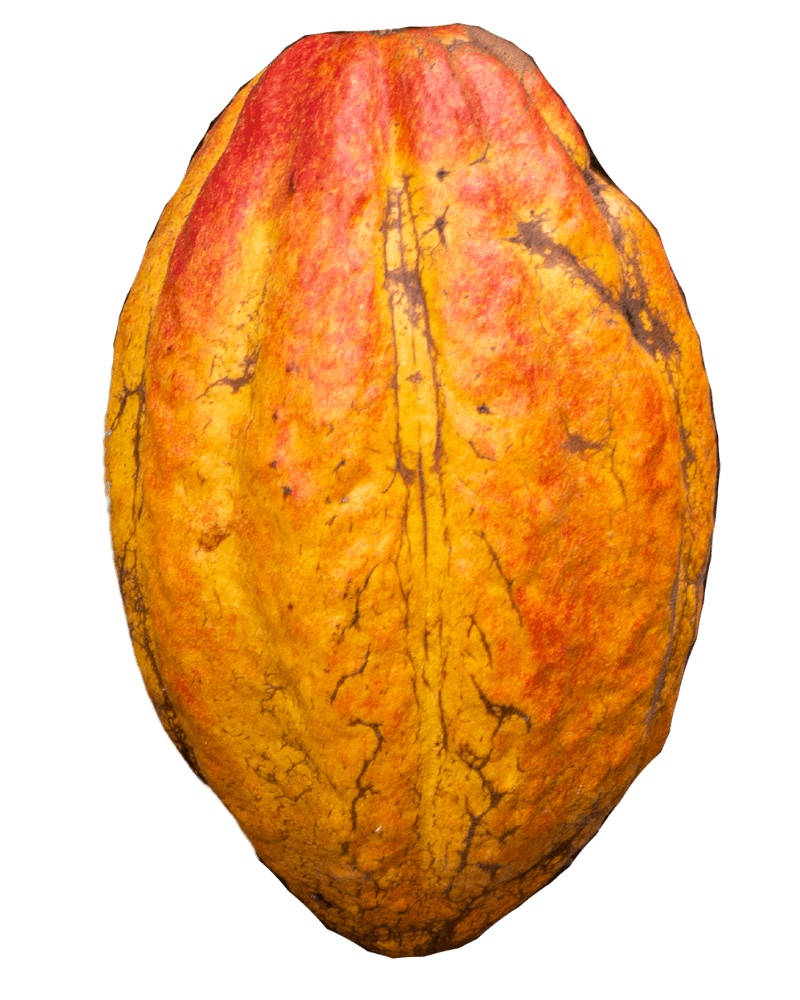 A floatin cacao pod used to make cacao it is orange and green